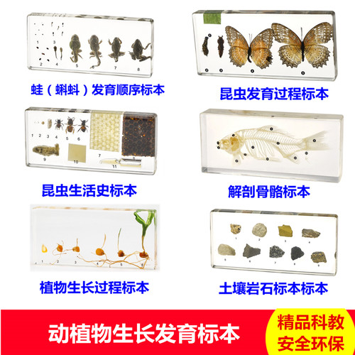 昆虫发育标本幼儿园教学植物生长