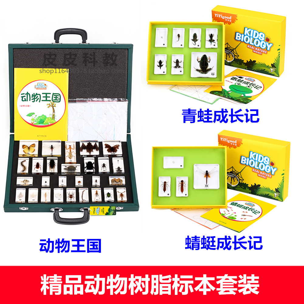 千帆千千谷幼儿园教学儿童真实动物昆虫青蛙蜻蜓蝎子蝴蝶成长标本