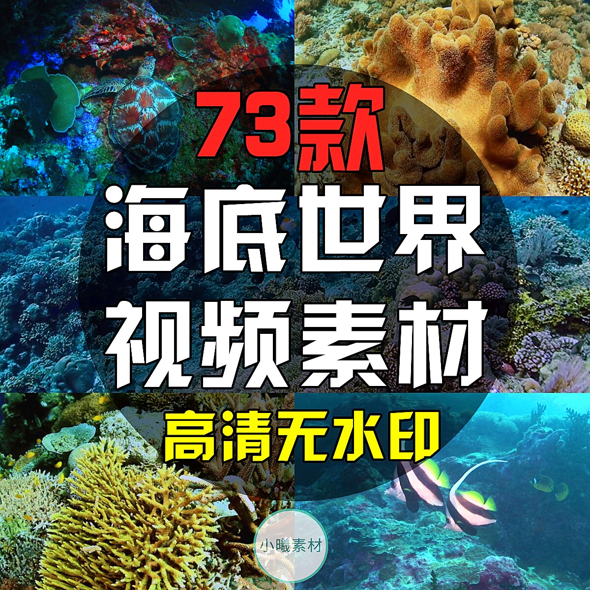 海底世界短视频素材海洋生物水草高清唯美抖音快手热门剪辑自媒体