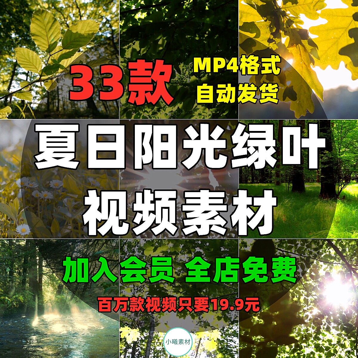 树叶清晨阳光短视频素材特写照射森林小清新阳光穿透过光树林唯美