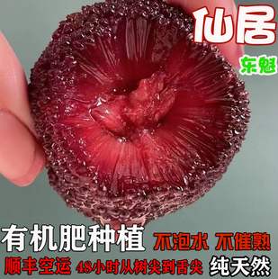 仙居东魁大杨梅正宗浙江台州当季新鲜水果现摘现发整箱顺丰端午礼