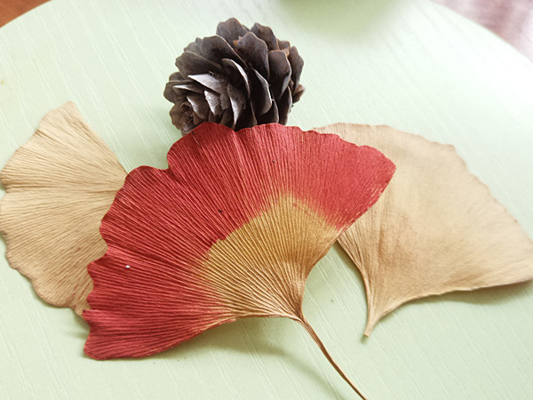 真树叶植物标本银杏叶片押花压花干花/花瓣/干花包/