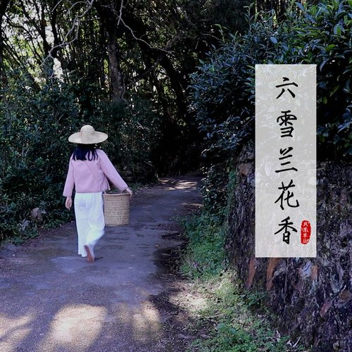 2025年新茶【六雪 兰花香】囤货一斤装 喝完满口香雪片 500克