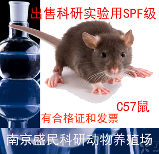 科研实验动物SPF级C57小鼠有合格证