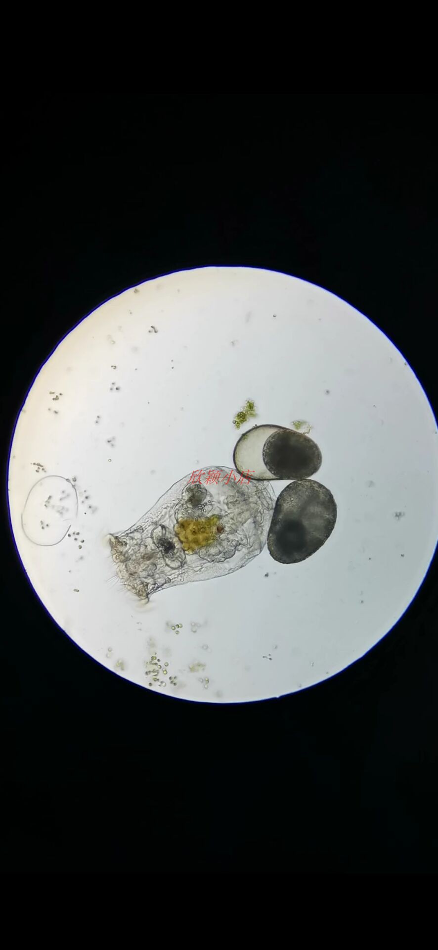 萼花臂尾轮虫淡水活体开口鱼虾