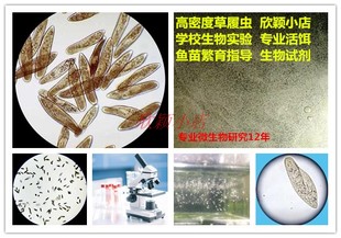 鱼虫教学实验观察鱼苗开口饵料 高密度大草履虫培养液 洄水