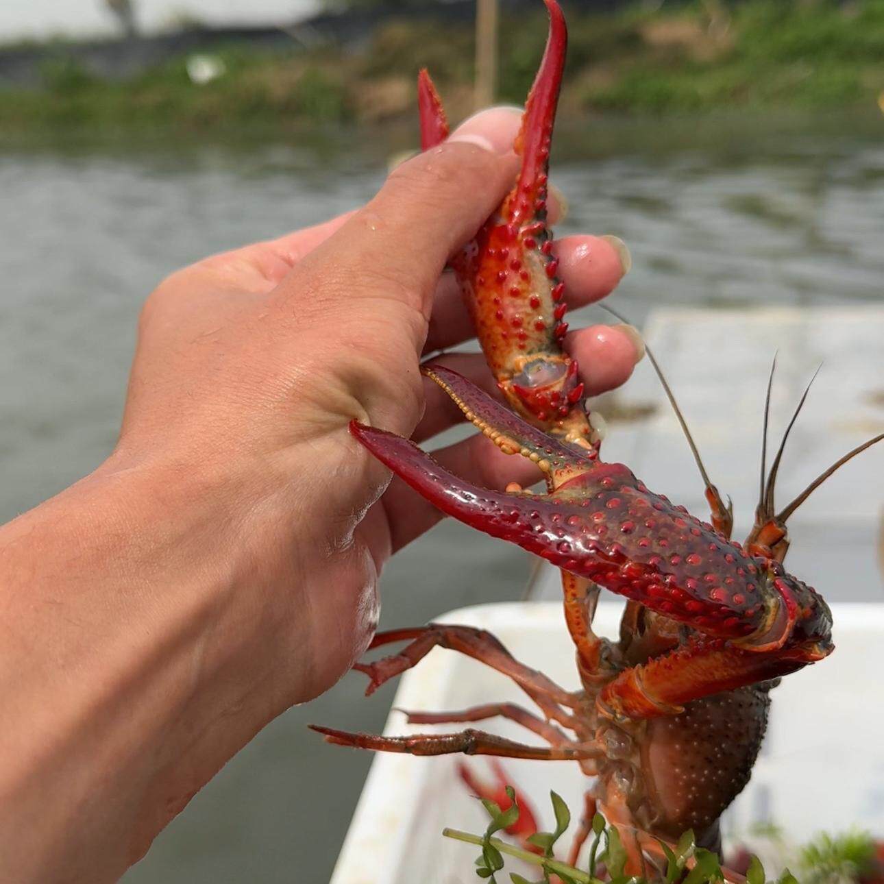 小龙虾 炮头 1两起 5斤 包邮顺丰 298