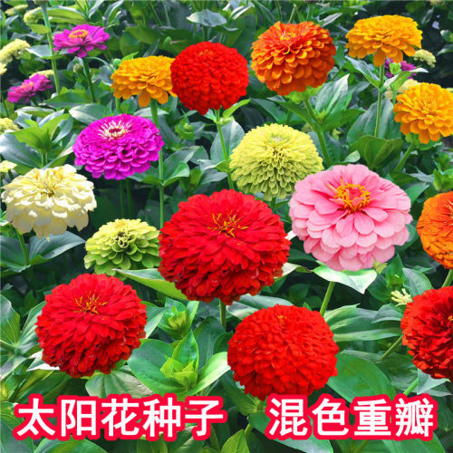 牡丹花的种子