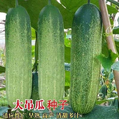 大青吊瓜种子 黄瓜青瓜春夏秋四季播 原装正品约30粒