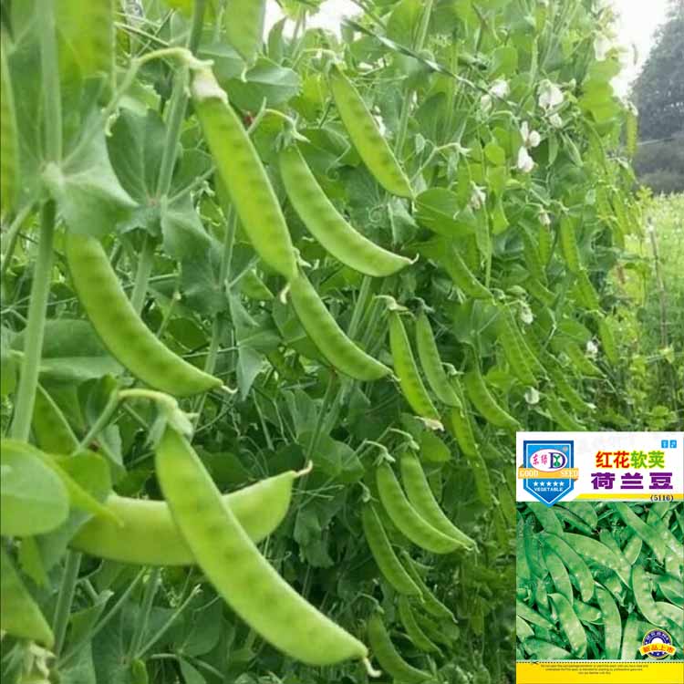 红花软荚荷兰豆种子秋季四季播