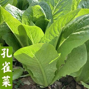 孔雀菜种子罗马生菜籽牛耳朵四季直立生菜沙拉菜高钙营养蔬菜种子