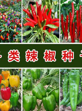 辣椒种子大全朝天椒五彩椒甜椒