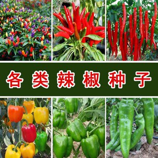 辣椒种子大全朝天椒七彩椒五彩椒特大牛角椒甜椒线椒6.9元 包邮