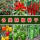 辣椒种子大全朝天椒七彩椒五彩椒特大牛角椒甜椒线椒6.9元 包邮