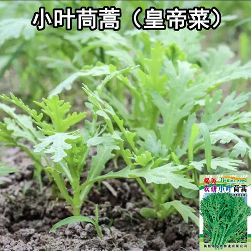 多次采收小叶茼蒿种子皇帝菜