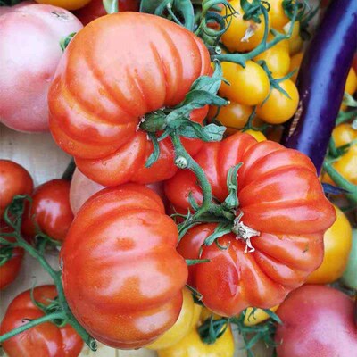 马蹄潮汕酸甜可口无限番茄种子