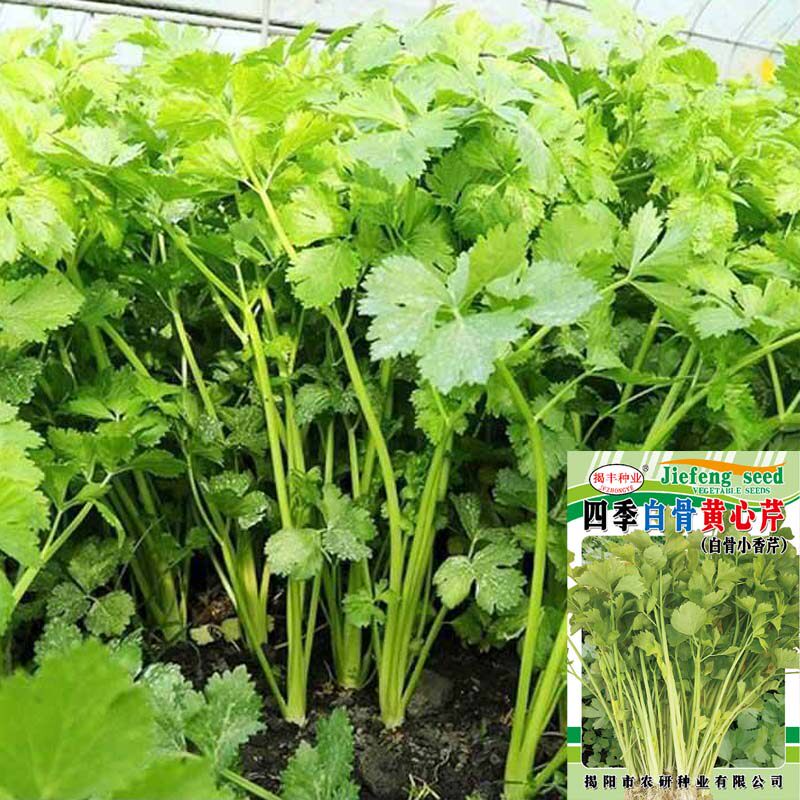芹菜种子 四季小香芹 高品质白骨黄心芹香味浓郁阳台庭院大田种植