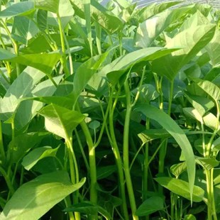 播竹叶蕹菜籽阳台家庭庭院盆栽蔬菜种子四季 大叶空心菜种子四季