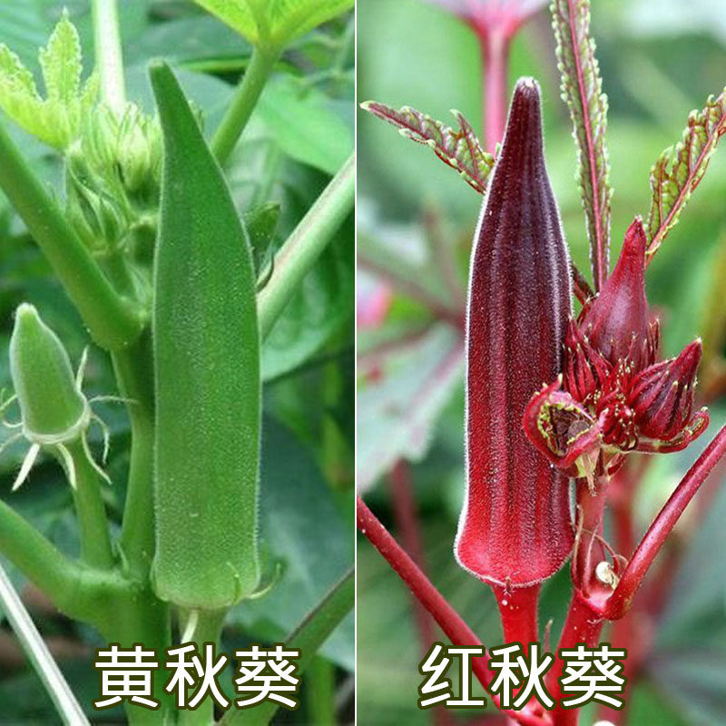 优质高产原装新种黄秋葵红秋葵