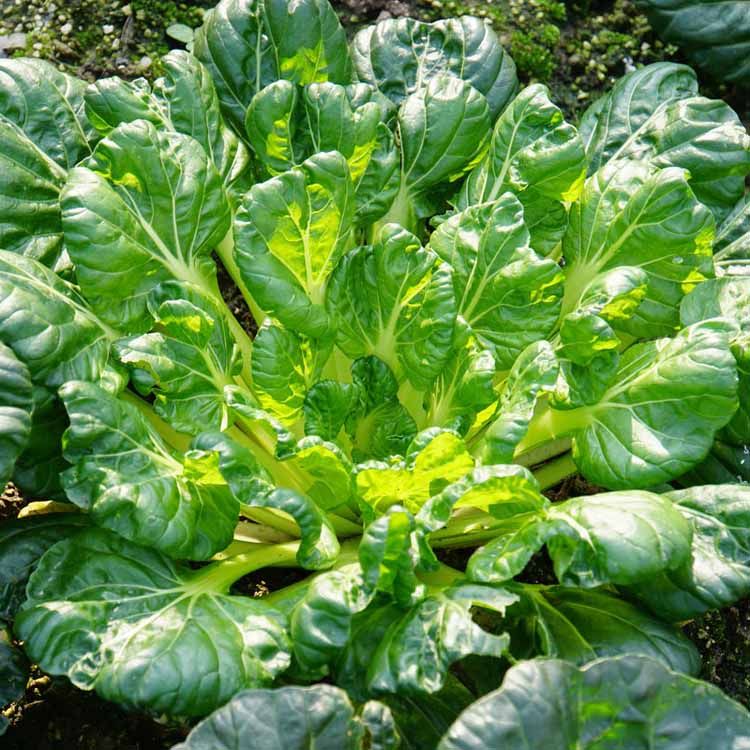 乌塌菜种子 保健菜种子 塌菜塌棵菜塌地松黑菜黑桃乌 9.9元包邮