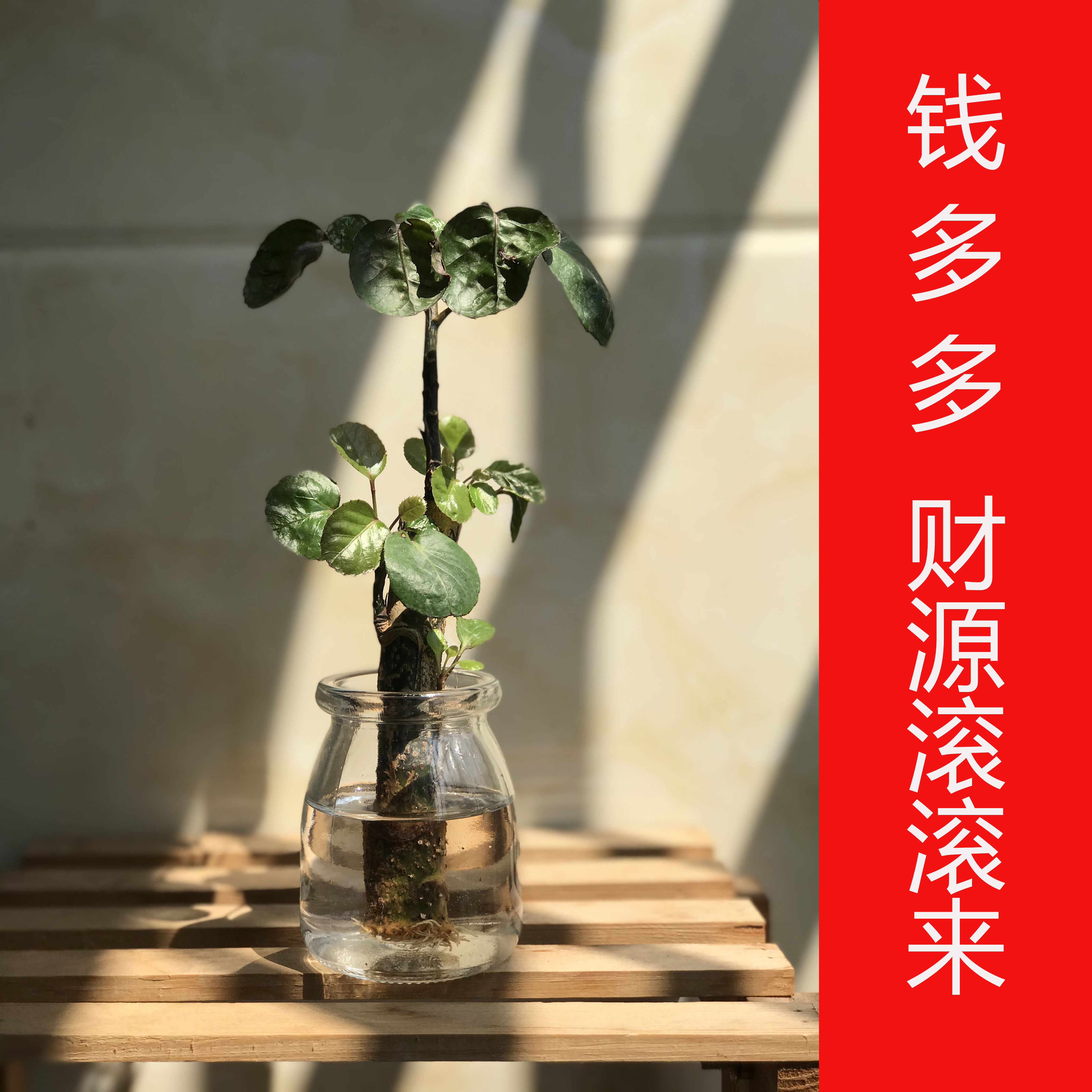 水养钱多多金钱兜福禄桐盆栽桌面绿植水培富贵竹鸭脚木发财树竹柏