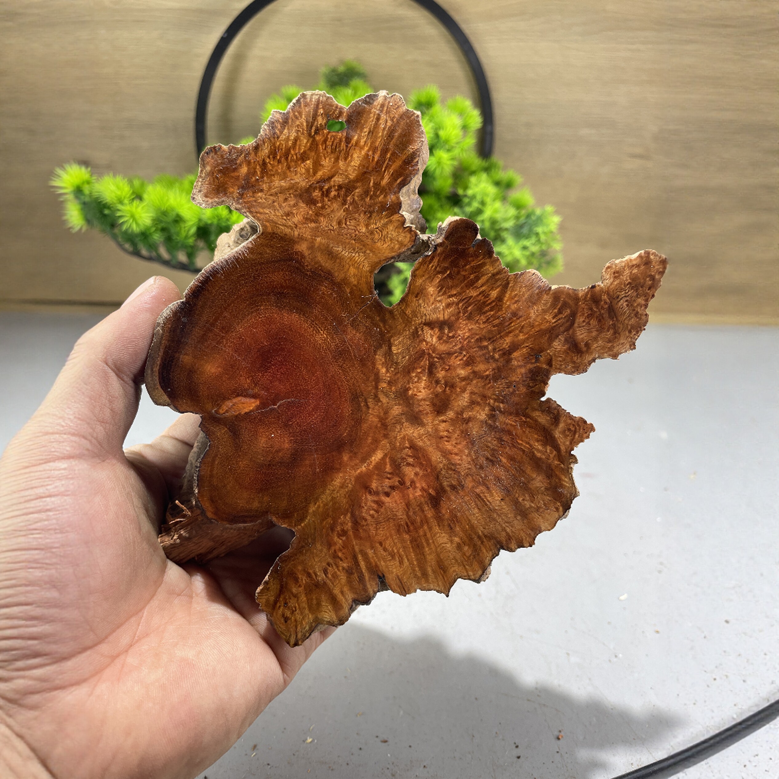 麻梨疙瘩底座崖柏原料火琉璃木雕摆件老麻利手串弹弓把件烟斗板料