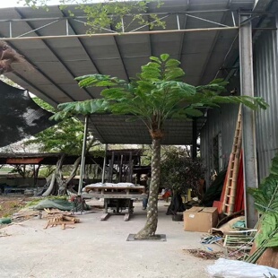 仿真桫椤树假树绿植室内客厅落地摆件商场酒店造景仿真蕨类植物