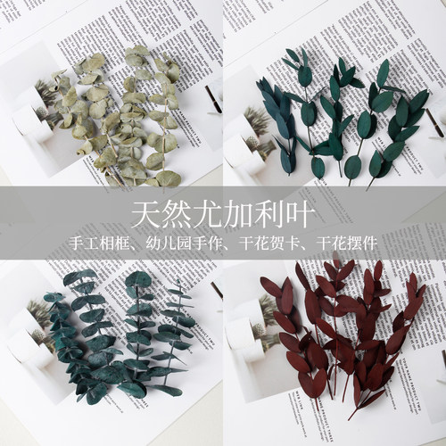 尤加利叶永生干花diy材料包千层金相框粘花盒装ins小清新摆件