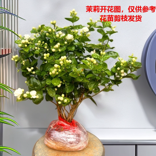 茉莉花盆栽客厅夏季驱蚊绿植
