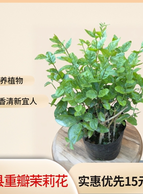 重瓣茉莉花盆栽育苗袋带花带叶客厅阳台夏季绿植好养