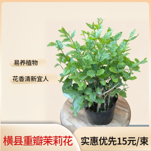 重瓣茉莉花盆栽育苗袋带花带叶客厅阳台夏季绿植好养