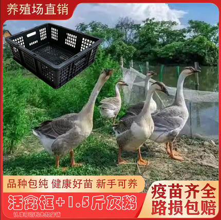 正宗大种一斤大灰鹅+透气框 纯种灰鹅大头鹅活禽运输框