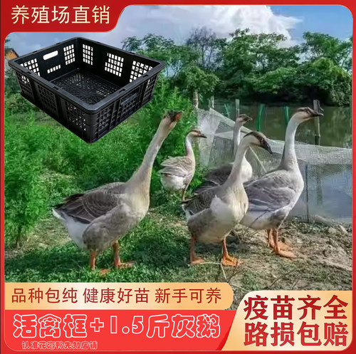 正宗大种一斤大灰鹅+透气框 纯种灰鹅大头鹅活禽运输框