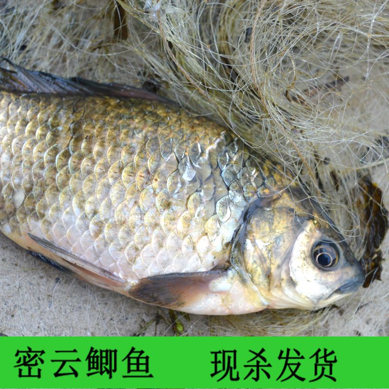 密云野生鲫鱼孕妇月子营养炖汤鲜活现杀发货京津冀3斤