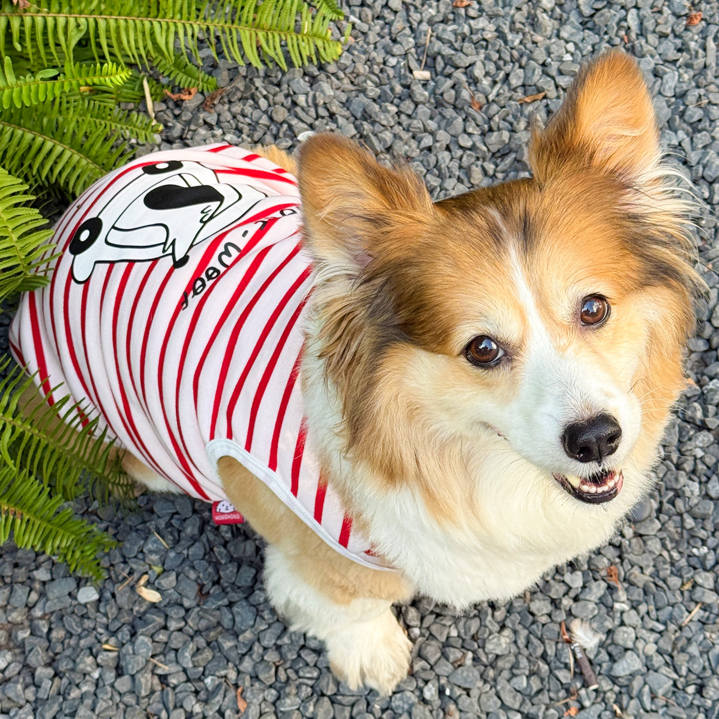 柯基犬衣服防掉毛加绒衣服秋冬季保暖宠物衣服中小型犬狗狗猫背心,宠物/宠物食品及用品,狗宠物服装/雨衣,淘宝优惠券,粉丝福利购,淘宝优惠卷