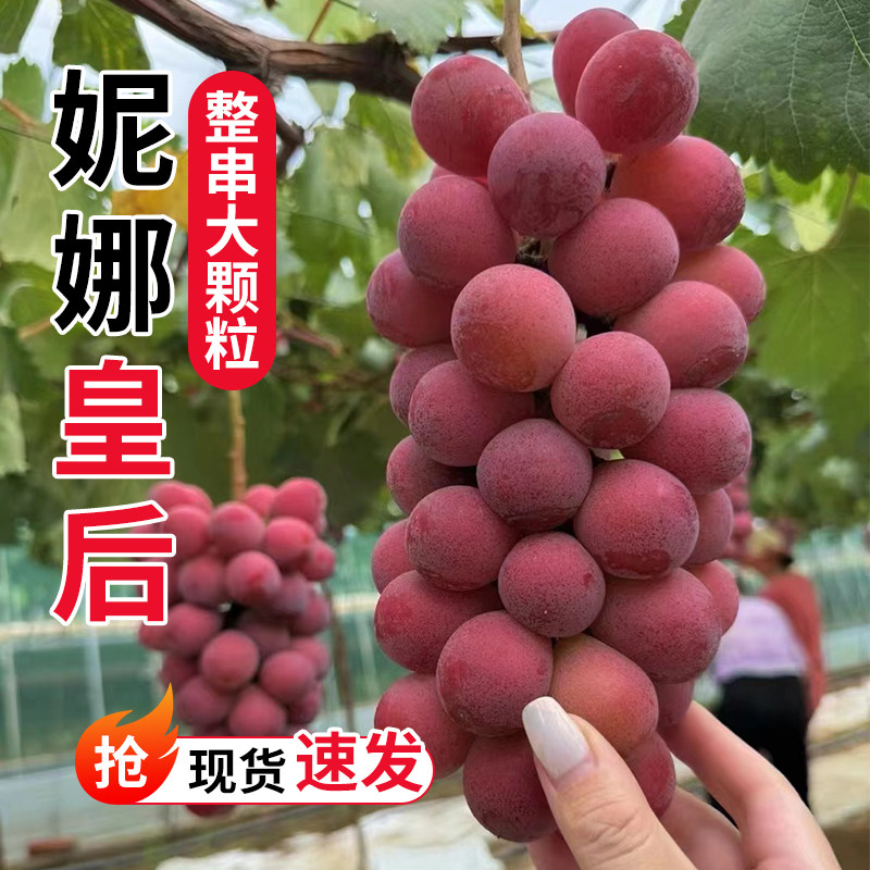 妮娜皇后红葡萄新鲜水果整串大颗粒玫瑰香葡萄顺丰现货速发