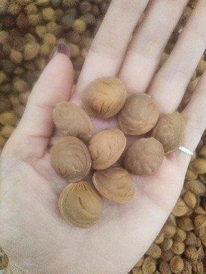 2020年野生山桃核颈椎包邮