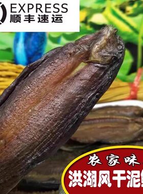 新鲜风干泥鳅开背腌制