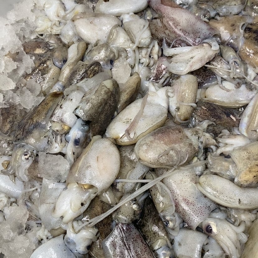 正墨 墨鱼仔 新鲜近海小船货 干货没泡水