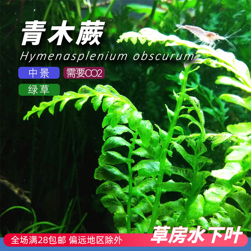 青木蕨水下叶水草蕨类中景阴性草鱼缸造景原生缸雨林缸溪流黑木厥