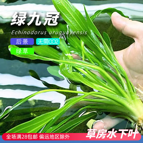 绿九冠新手水草无需二氧化碳