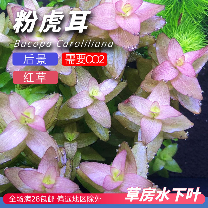 粉虎耳绿紫后景有茎阳性水下叶打头水草草鱼缸造景荷兰景好养红草,宠物/宠物食品及用品,水草,淘宝优惠券,粉丝福利购,淘宝优惠卷