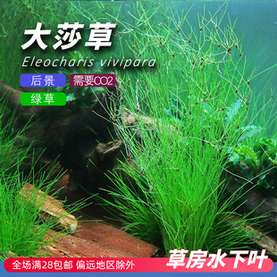 大莎草飘逸后景背景水下叶类似细叶水兰线叶古精草鱼缸造景水草