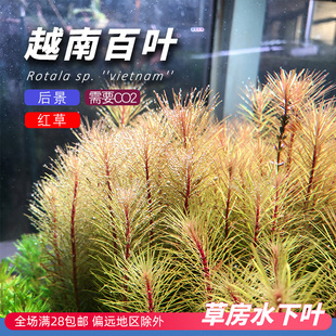 越南百叶草房水下叶打头草中后景有茎阳性草鱼缸造景原生缸新手