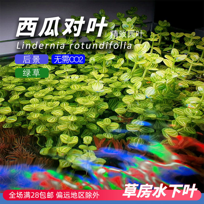 西瓜对叶草房水下叶水草打头中后景阳性草鱼缸造景原生缸溪流缸