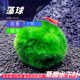 海藻球水草草缸鱼缸造景淡水植物无需二氧化碳新手好养懒人草