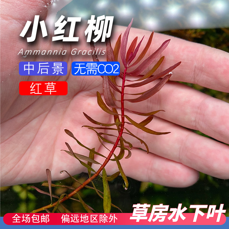 小红柳水草草房水下叶草缸鱼缸造景荷兰景无需二氧化碳阳性有茎