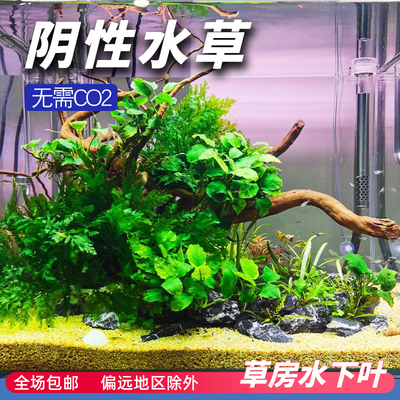 无需二氧化碳的草缸水草