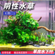 阴性水草水下叶草缸鱼缸造景无需二氧化碳中景后景黑木蕨椒草