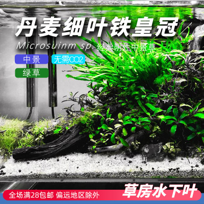 水下叶丹麦细叶铁超值特惠